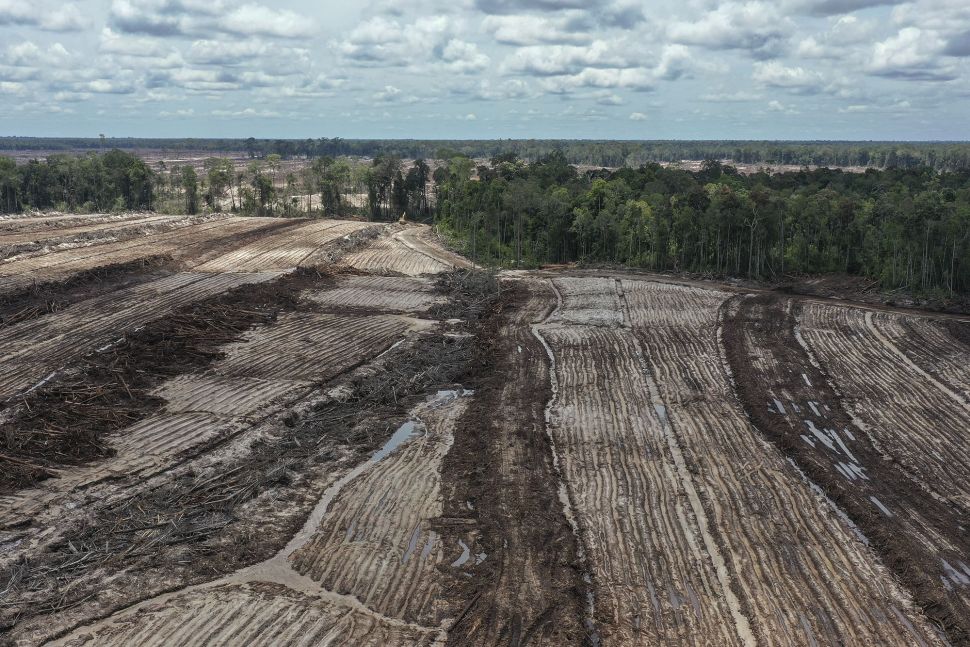 Foto udara areal lumbung pangan nasional 'food estate' komoditas singkong di Tewai Baru, Kabupaten Gunung Mas, Kalimantan Tengah, Sabtu (6/3/2021). [ANTARA FOTO/Makna Zaezar]