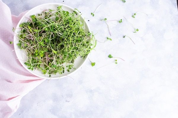 Ilustrasi microgreens. (Elements Envato)