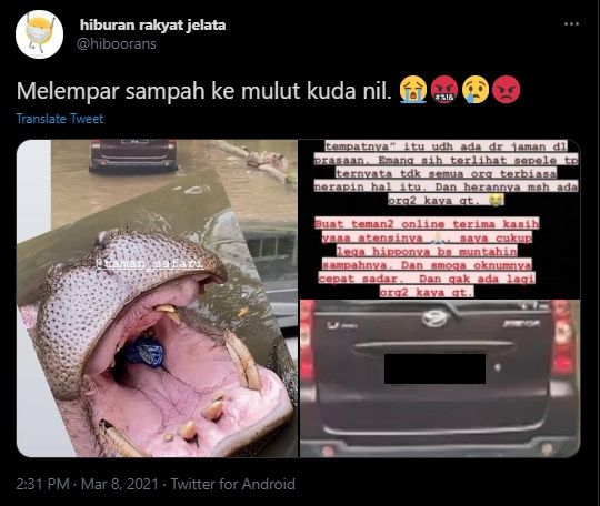 Viral pengunjung lempar sampah ke mulut kuda nil (Twitter/hiboorans).