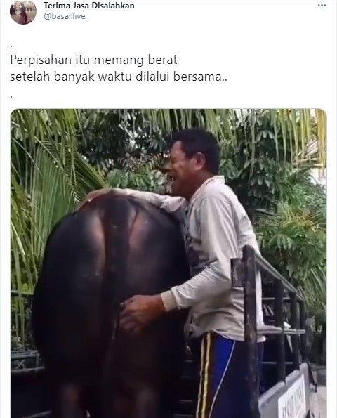 Perpisahan mengharukan peternak dengan sapi peliharaan yang mau dijual (Twitter/basaillive)