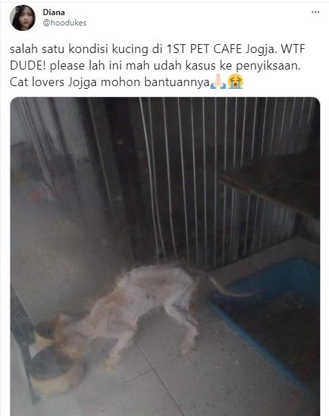 Kucing kurus kering di penitipan hewan (Twitter)