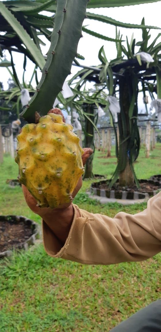 Buah Naga Kuning. (Kementan RI)