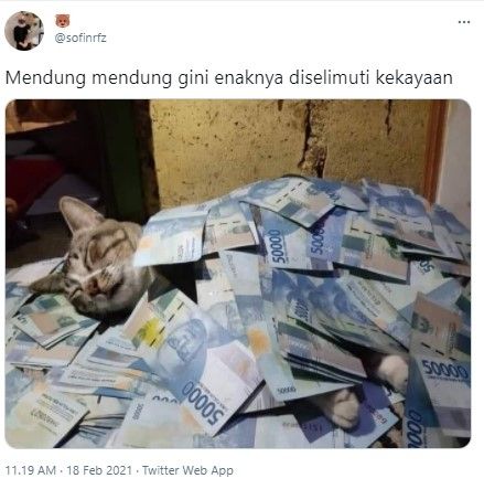 Hewan Sultan! Viral Kucing Tidur Pakai Selimut Tumpukan Uang Rp 50 Ribu