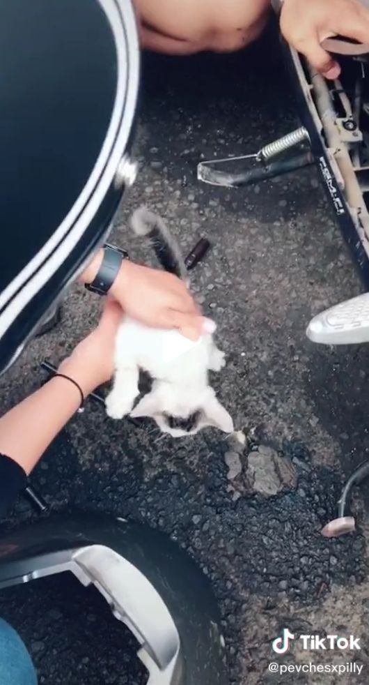 Viral kucing menyusup di sela bodi motor. (Instagram)