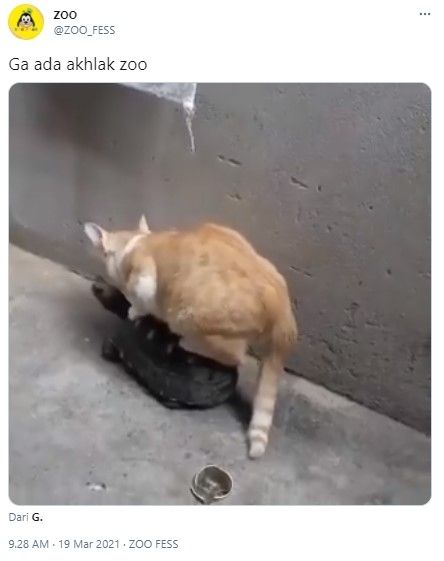 Aksi menggemaskan kucing oranye naik kura-kura berjalan (Twitter/zoo_fess)