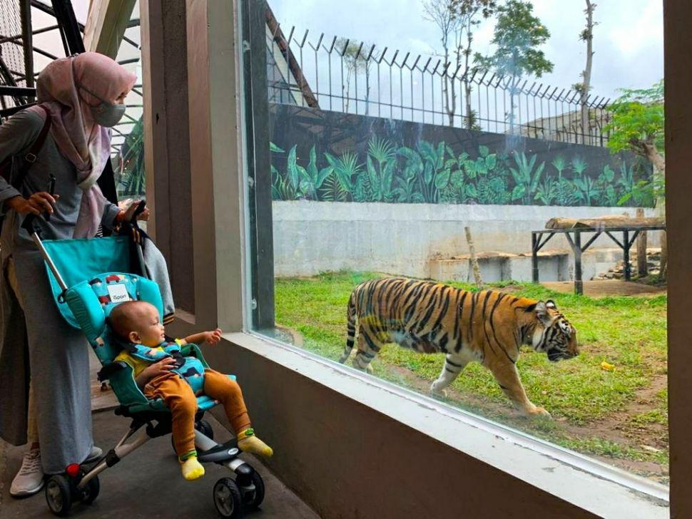 Pengunjung Lembang Park and Zoo berinteraksi dengan harimau. [Suara.com/Ferrye Bangkit Rizki]