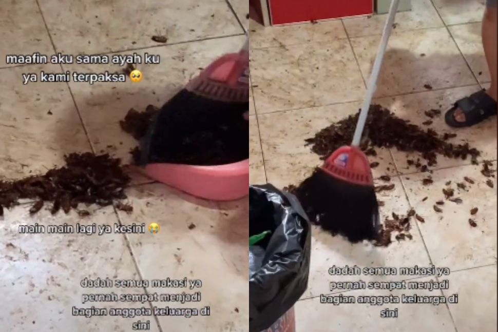 Dapur penuh kecoa. (Tiktok/@urdhaaaaa)