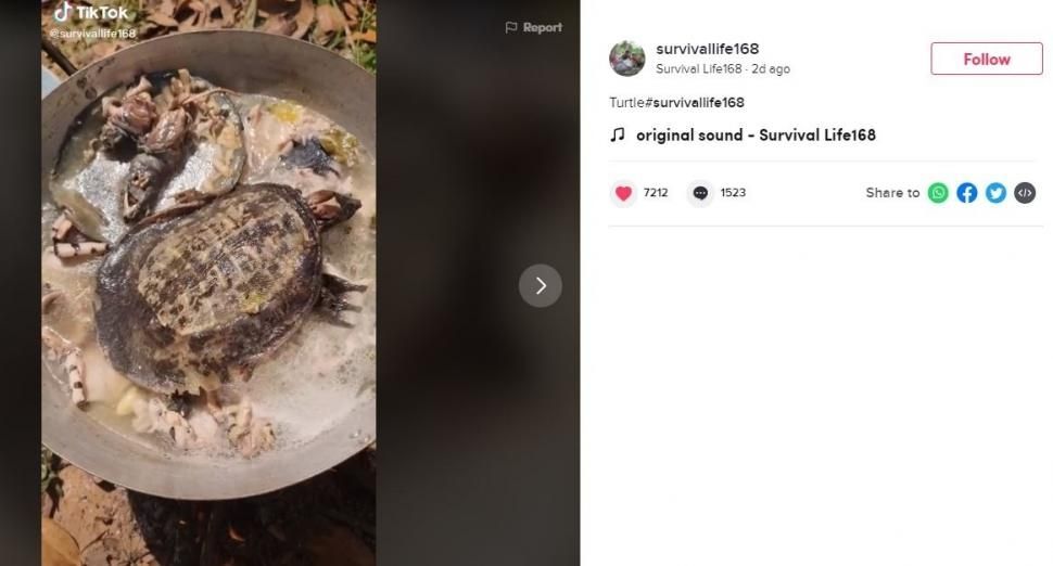 Sejenis penyu atau kura-kura yang dimasak ini bikin netizen nggak tega. (TikTok/ @survivallife168)