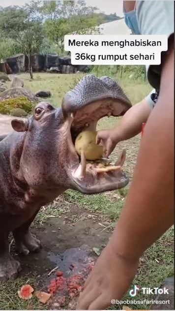 Memberi makan kuda nil (TikTok @baobabsafariresort)