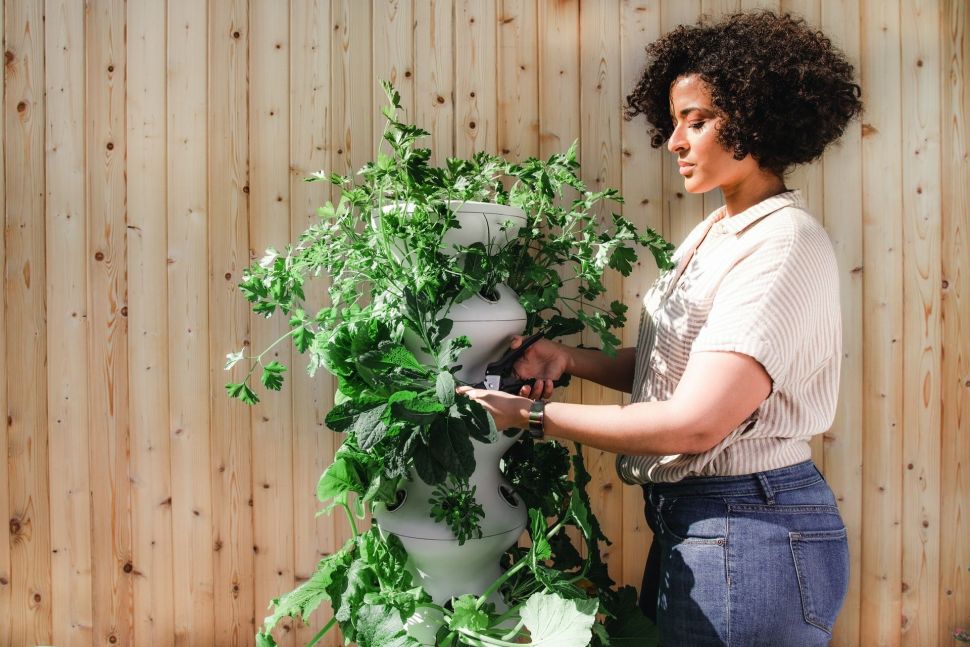 Ilustrasi berkebun (unsplash.com/Lettuce Grow)