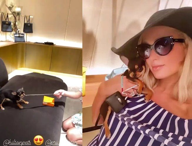 Paris Hilton belikan tas Hermes Rp79 juta untuk anjingnya. (Instagram/@parishilton)