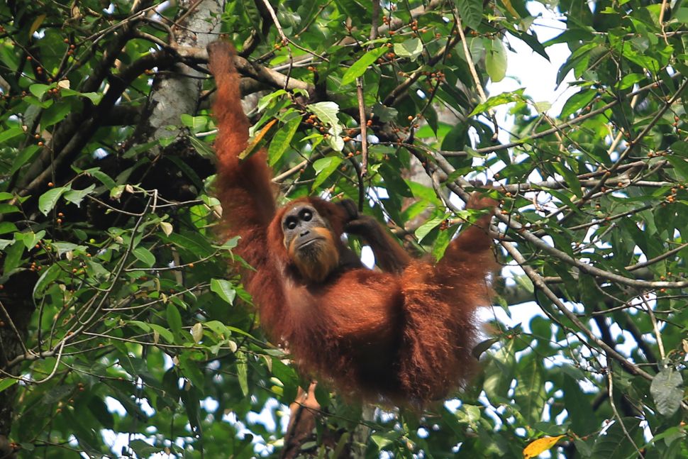 Orangutan Sumatra (Pongo abelii) bergelantungan di dahan pohon di kawasan Stasiun Penelitian Ketambe, Kecamatan Ketambe, Kabupaten Aceh Tenggara, Aceh, Minggu (4/4/2021). ANTARA FOTO/Syifa Yulinnas