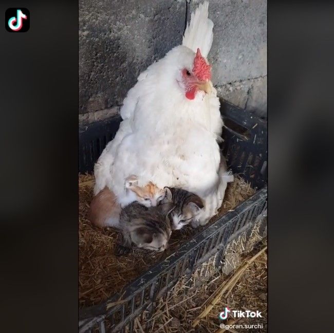 Induk ayam erami tiga anak kucing (tiktok)