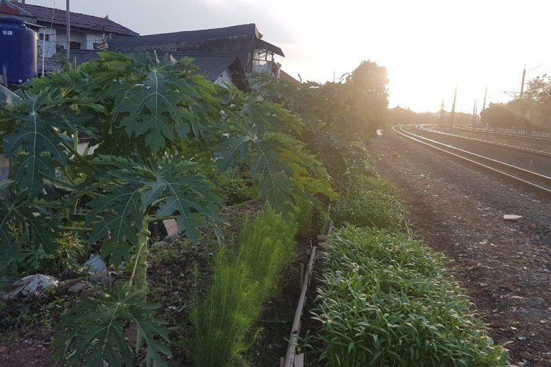 Panen Raya urban farming itu dilakukan Warga RT 04/08 Cipinang, Jakarta Timur. (Antara)