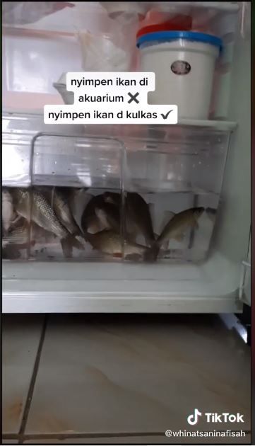 Ikan di dalam kulkas (TikTok @whinatsaninafisah)