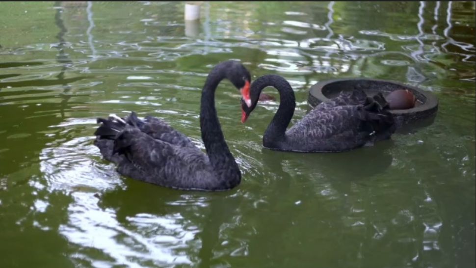 Sepasang Black Swan menjadi daya tarik wisata fauna Candaka Puri. (Dok : Candaka Puri).