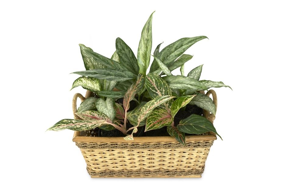 dieffenbachia (Pixabay)