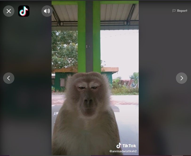 Asyik Main TikTok, Handphone Cewek Ini Malah Dibawa Lari Monyet. (Dok: TikTok/annisadwiatikah2)