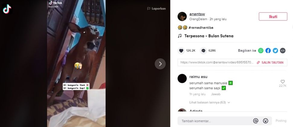 Viral Pria Dibangunkan Sapi Saat Sahur. (TikTok/@anantsw)