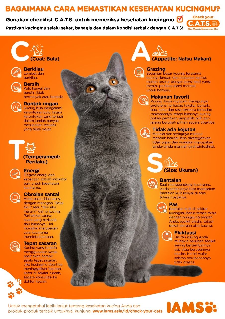 INFOGRAFIS: Bagaimana Cara Memastikan Kesehatan Kucing Peliharaan
