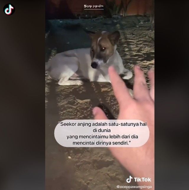 Anjing setia antarkan peziarah ke makam pemiliknya (tiktok)