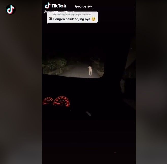 Anjing setia antarkan peziarah ke makam pemiliknya (tiktok)