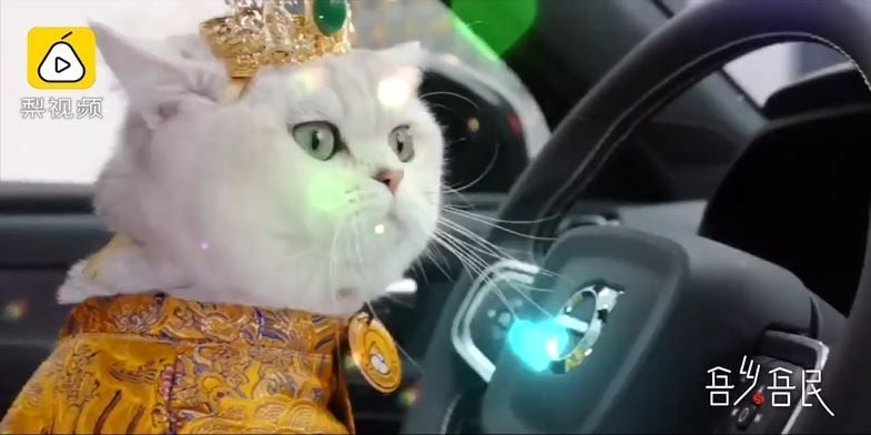 Kerja Jadi Model, Kucing Ini Dibayar Sampai Rp 22 Juta (tangkap layar Pear Video)