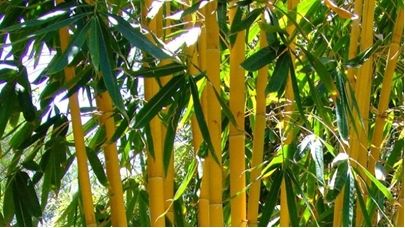 Bambu hias sebagai pagar tanaman (Agropack.in)