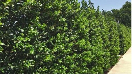 American Holly sebagai pagar tanaman (Plantsfordallas.com)