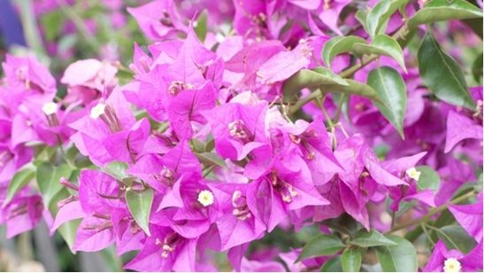 Bunga bugenvil sebagai pagar tanaman (Plantopedia.com)