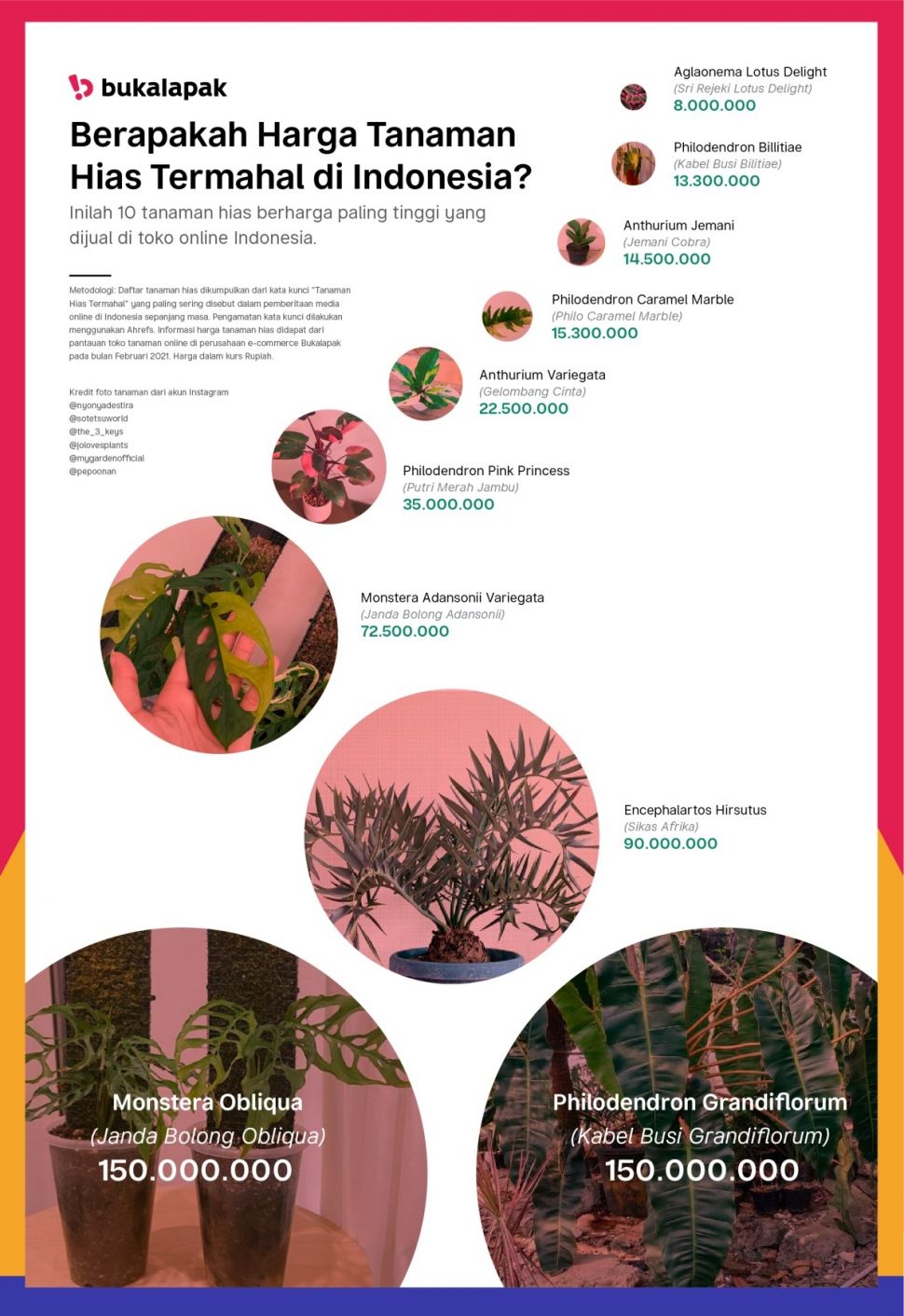 INFOGRAFIS Harga tanaman hias di Indonesia. (Bukalapak)