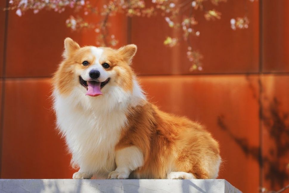 Corgi, anjing asli Britania Raya (unsplash)