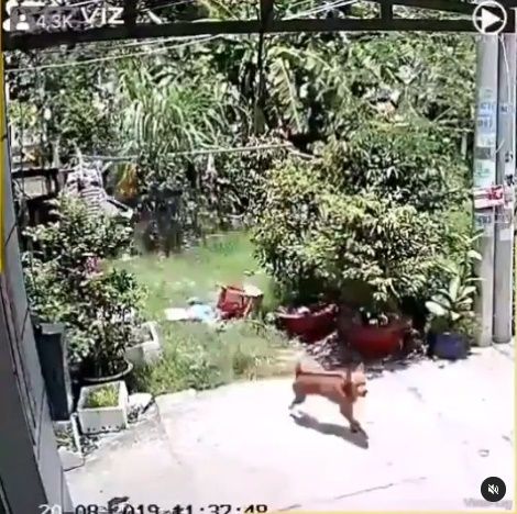 Video Pengendara Motor Dikejar Anjing. (Instagram/@makassar_iinfo)