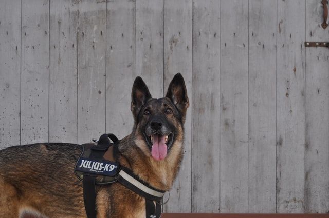 Ilustrasi Anjing German Shepherd Polisi. (Unsplash.com/Marisa Teruel)