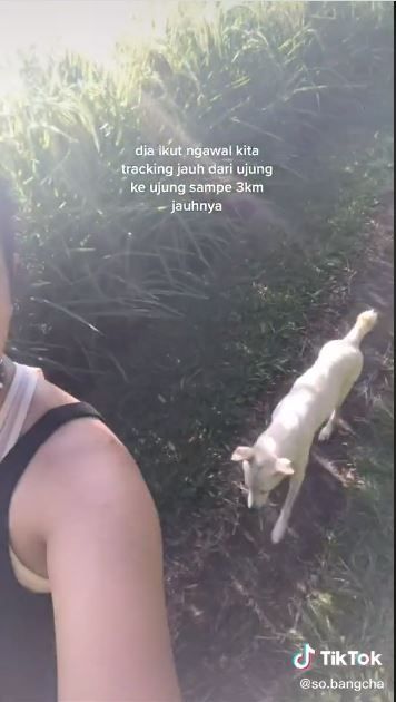 anjing liar temani sekelompok pemuda ini sukses buat haru (TikTok @so.bangcha)