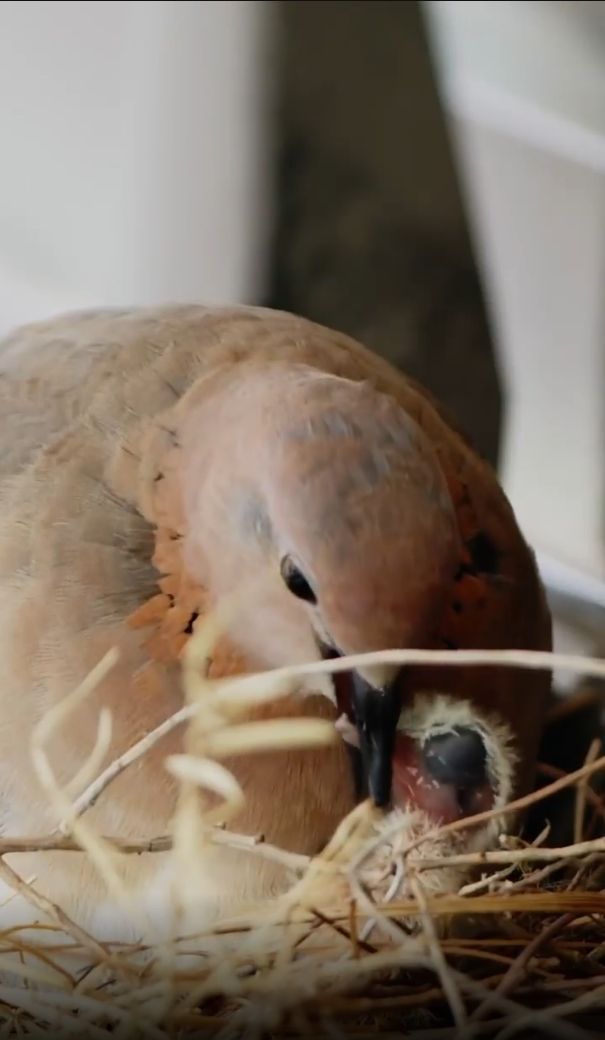 Mobil mewah pangeran Dubai yang ditelantarkan karena dipakai bersarang oleh burung. (Instagram)