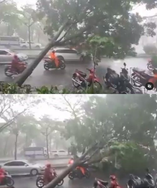 Video Detik-Detik Mencekam Pemotor Nyaris Kejatuhan Pohon Tumbang. (Instagram/@denpasar.viral)