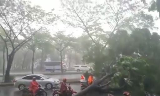 Penunggang Honda PCX nyaris tertimpa pohon. (Instagram)