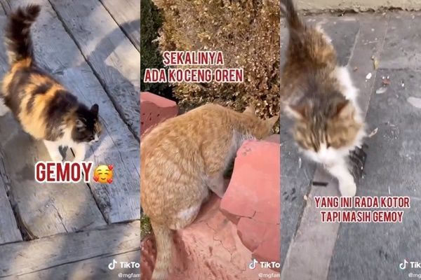 Tiktokers Pergi ke Turki Cuma Buat Lihat Kucing Liar. (TikTok/@gfaaaam)