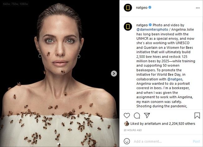 Cerita Angelina Jolie pemotretan dikerumuni lebah. (Instagram/@natgeo)