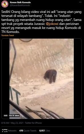 Viral Video Orang Utan Tersesat, Ruang Hidup Dibabat Proyek Tambang. (Twitter/@KawanBaikKomodo)