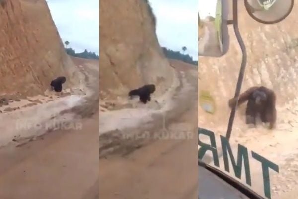 Viral Video Orang Utan Tersesat, Ruang Hidup Dibabat Proyek Tambang. (Twitter/@KawanBaikKomodo)