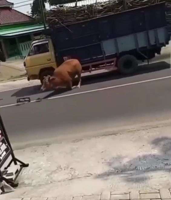 Sapi Ngamuk di Tengah Jalan Minta 'Adu Banteng' dengan Truk, Endingnya