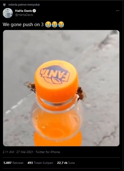 Viral Video Lebah Kerjasama Buka Botol Soda, Endingnya di Luar Dugaan. (Twitter/@HaHaDavis)