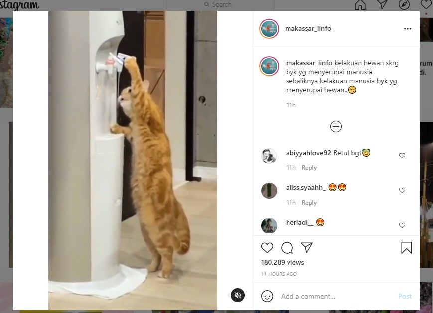 Kucing minum dari dispenser (IG/makassar_iinfo)