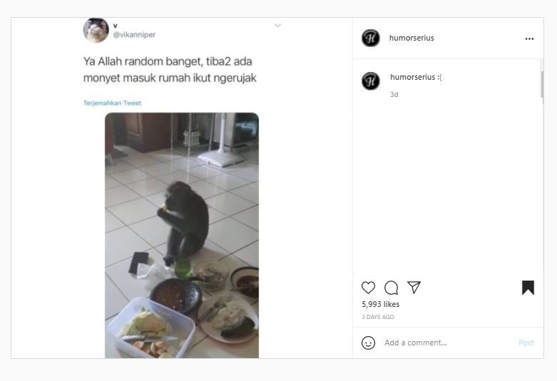 Monyet ikut ngerujak (Instagram @humorserius)