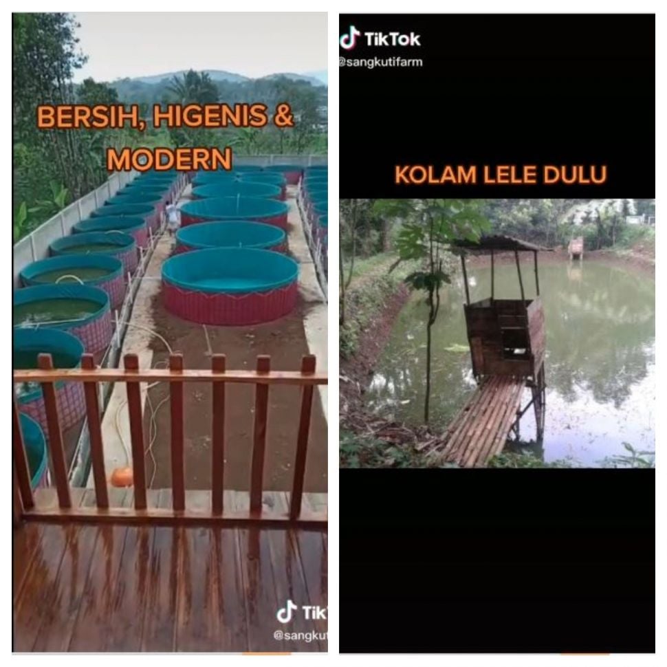 Kolam lele dulu dan sekarang (TikTok @sangkutifarm)