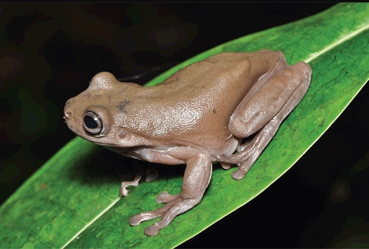 Katak cokelat,Litoria mira. [Australian Journal of Zoology]