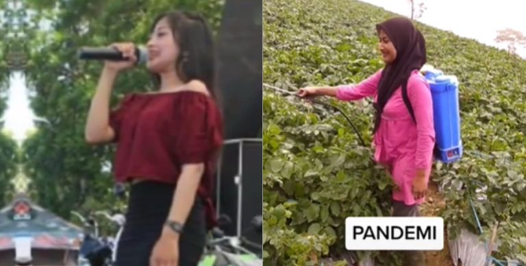 Biduan alih profesi jadi petani akibat pandemi viral (TikTok).