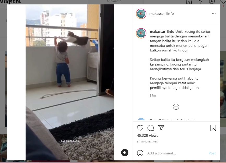 Aksi kucing menggemaskan marahi balita (IG/makassar_iinfo)